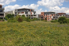 2021-17-Oseti-kvetnate-louky